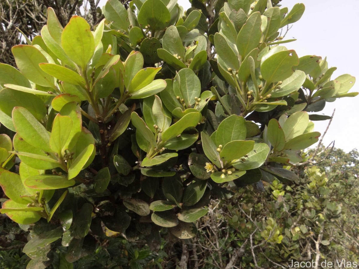 Cinnamomum ovalifolium Wight